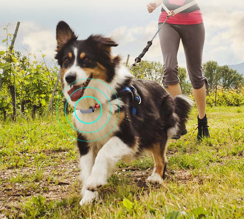 Smart GPS Collar for Pets – Peace of Mind